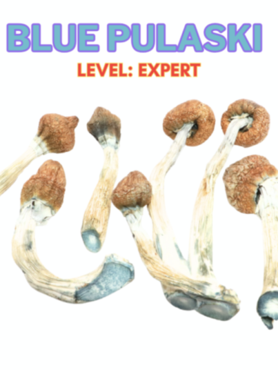 Blue Pulaski Magic Mushroom Strain